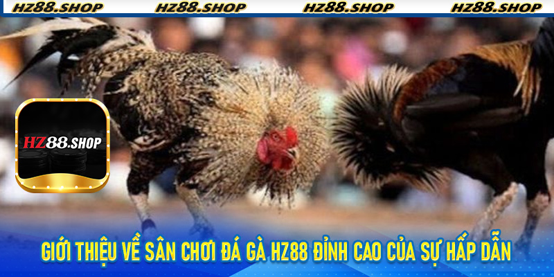 Giới thiệu về sân chơi Đá Gà Hz88 đỉnh cao của sự hấp dẫn