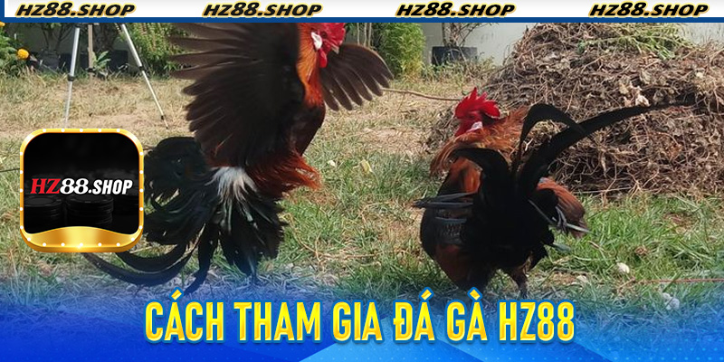 Cách tham gia Đá Gà Hz88
