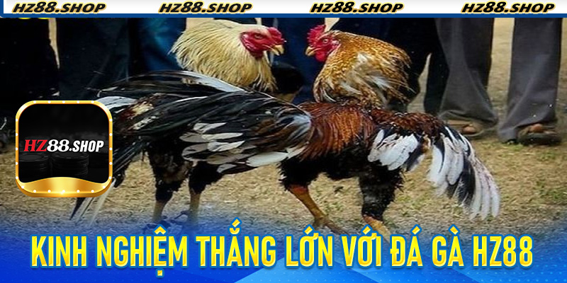 Kinh nghiệm thắng lớn với Đá Gà Hz88