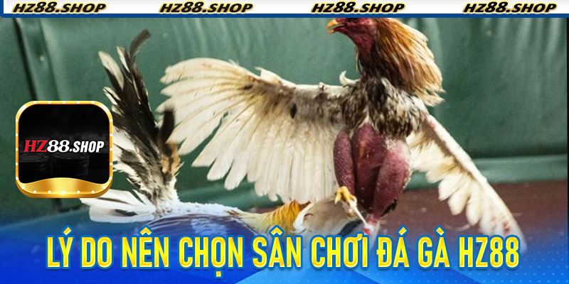 Lý do nên chọn sân chơi Đá Gà Hz88